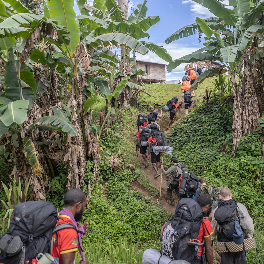 A group of people climb a small hill in a line, under banana trees.