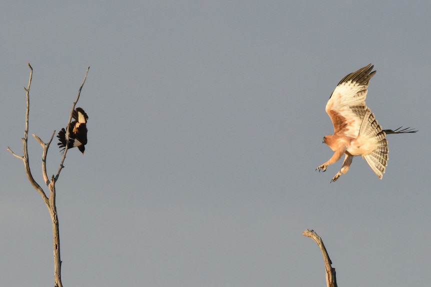 A little eagle in flight.