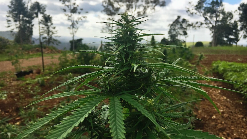 Farmers need approval from the Therapeutic Goods Administration to grow medicinal cannabis.