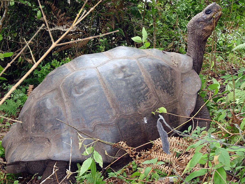 A Galapagos tortoise in the Galapagos Islands, Ecuador.