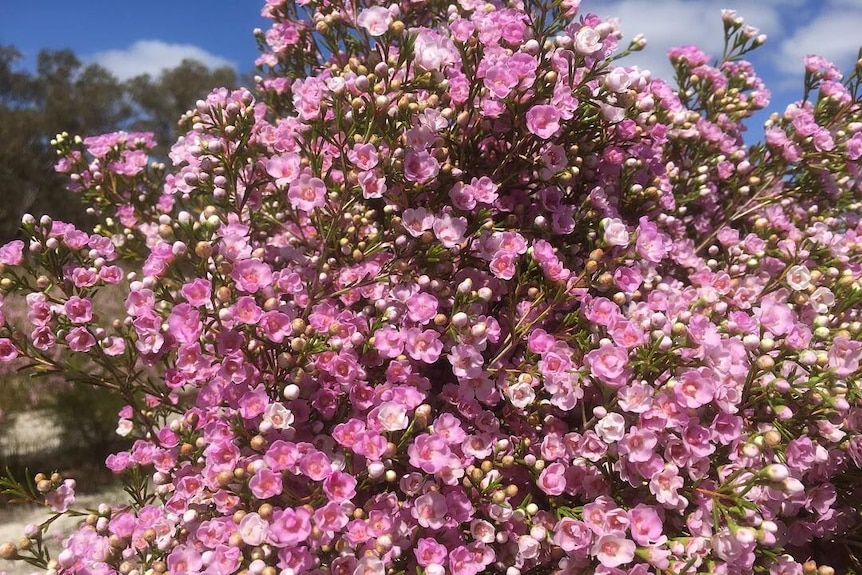 West Australian native flower, Geraldton wax.