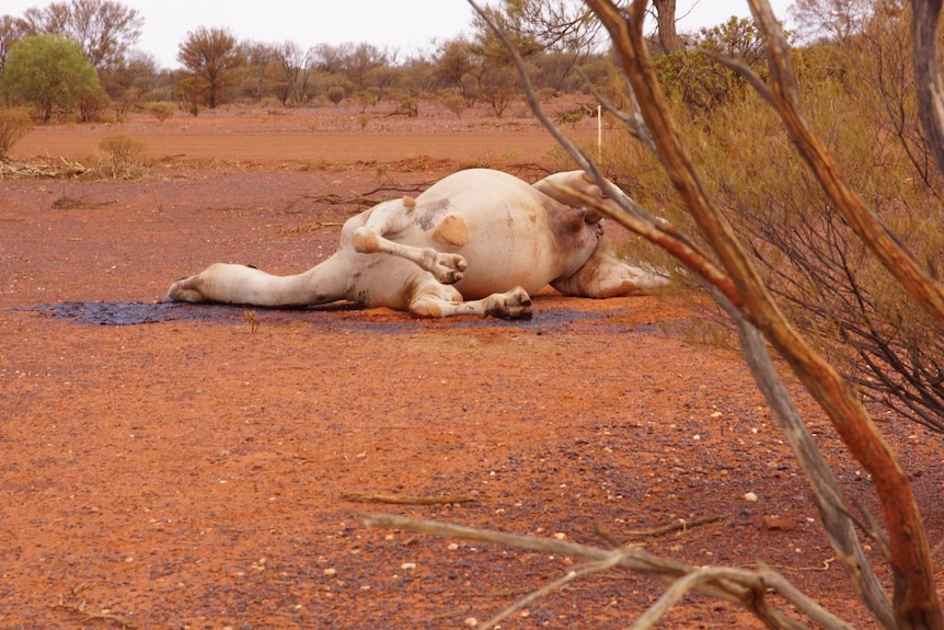 A dead camel lies on its side in the desert.