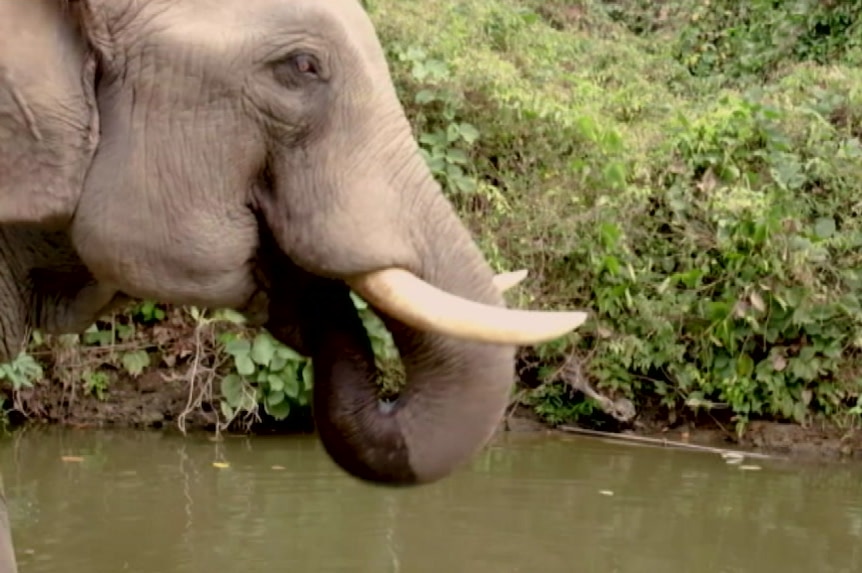 An elephant takes a drink of water from a river in Myanmar