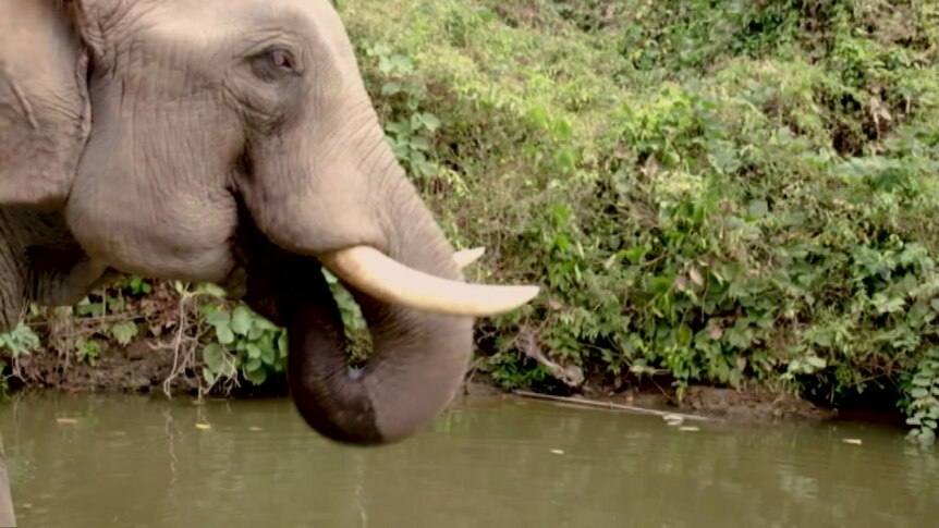 An elephant takes a drink of water from a river in Myanmar