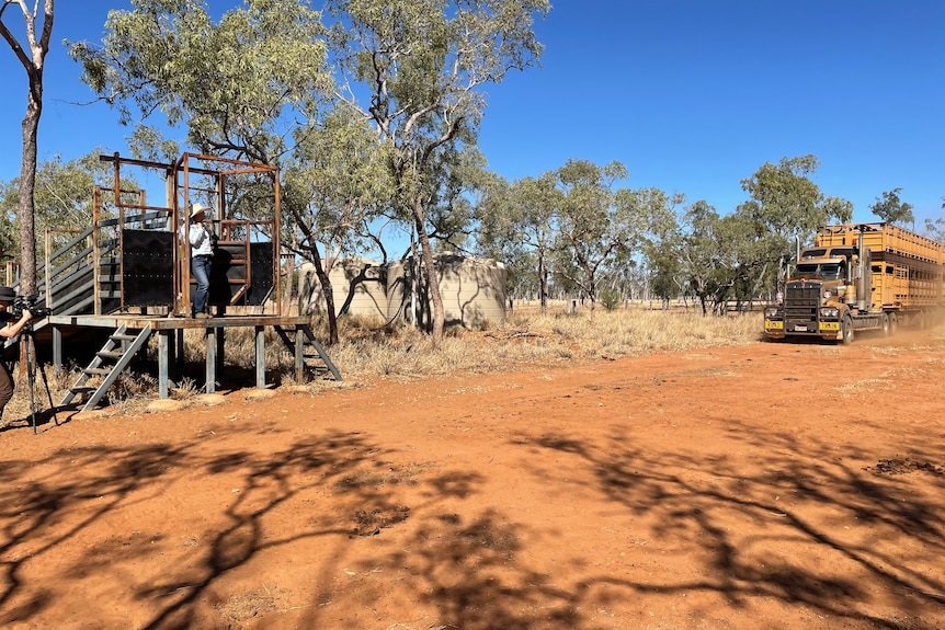 Jodie Muntelwit stands on podium awaiting truck, seen to right of image, delivering cattle to Lara station