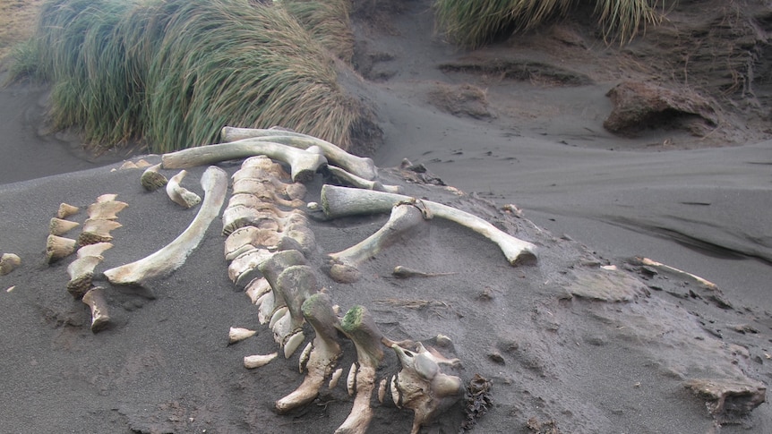 Long gone: bones from an elephant seal scattered on Macquarie Island.