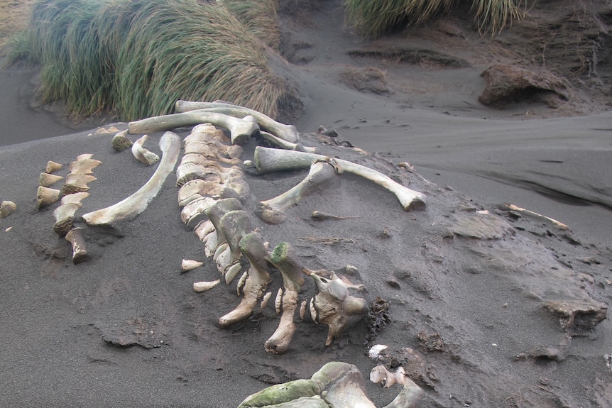 Long gone: bones from an elephant seal scattered on Macquarie Island.