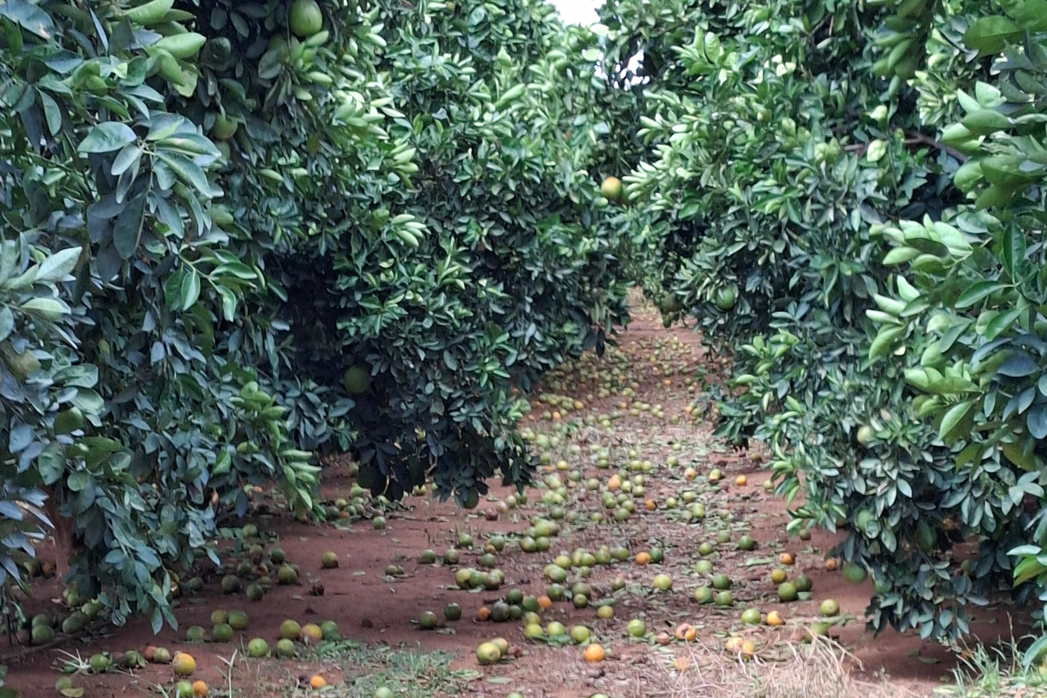 Naranjas en el suelo debajo de los árboles. 