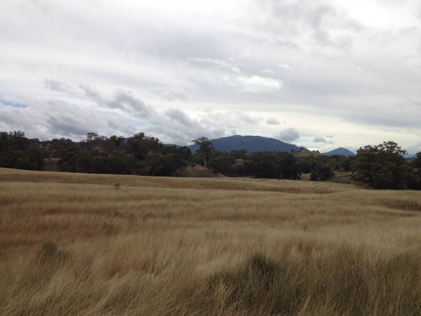 Mountain in the background with grass in the foreground. Taken in the Upper Hunter, NSW.