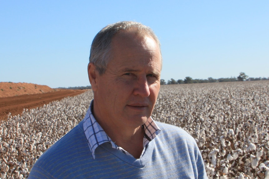 Michael Murray, a middle aged man, stands in front of a cotton field with trees and a dirt road in the distance