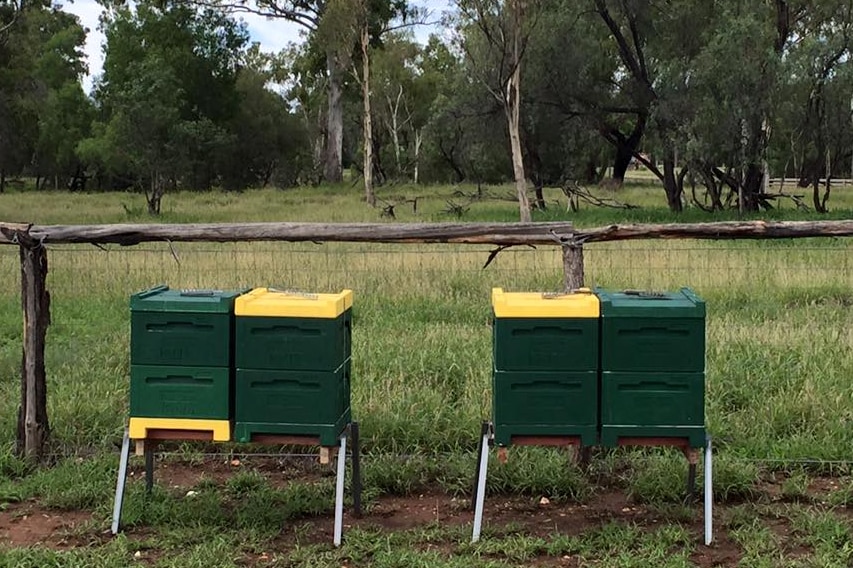 Dark green and yellow bee hives in the bush