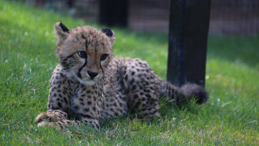 Solo the cheetah cub lies in the grass. She is very cute.