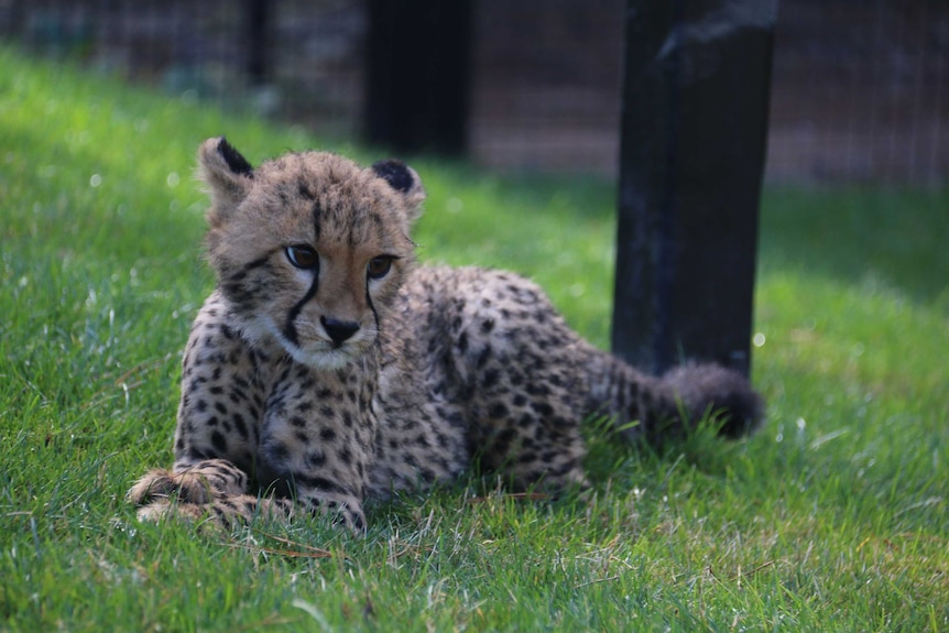 Solo the cheetah will join the region's breeding program when he is older.
