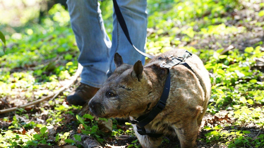 Wombat Katie being walked by intern Mallory