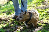 Wombat Katie being walked by intern Mallory