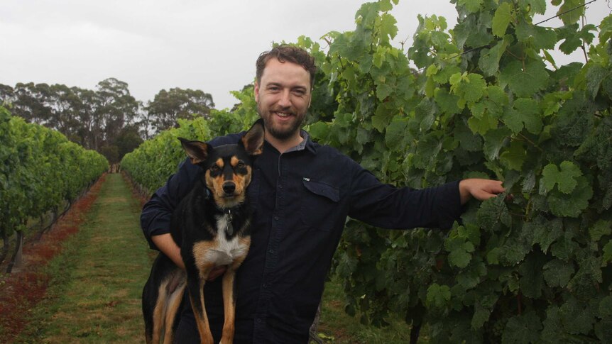 A man stands next to a grape vine holding his kelpie dog