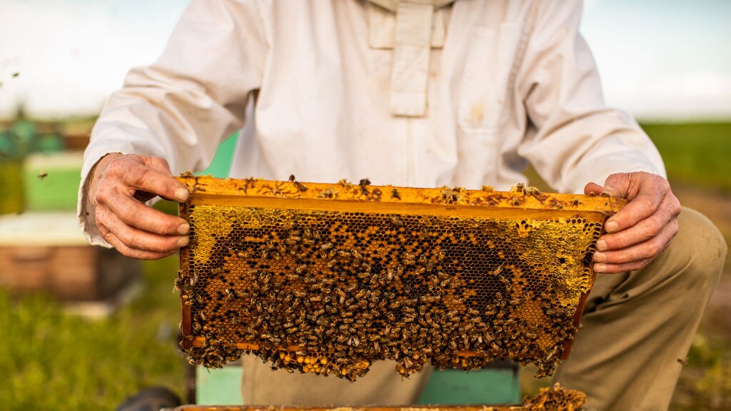 Inseminating bees - ABC News