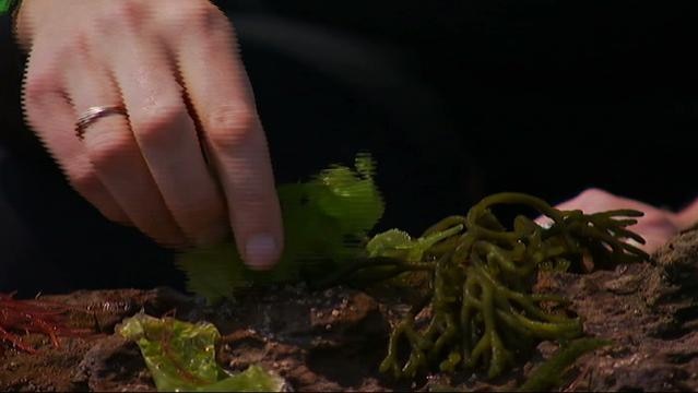 A hand holds some seaweed
