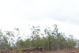 Wide shot of land clearing on central Queensland property
