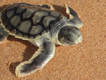 On the beach at Cape Domett in Western Australia is a turtle hatchling