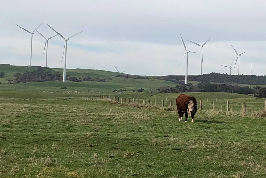 A cow standing in front of a wind farm near Tarwin Lower.