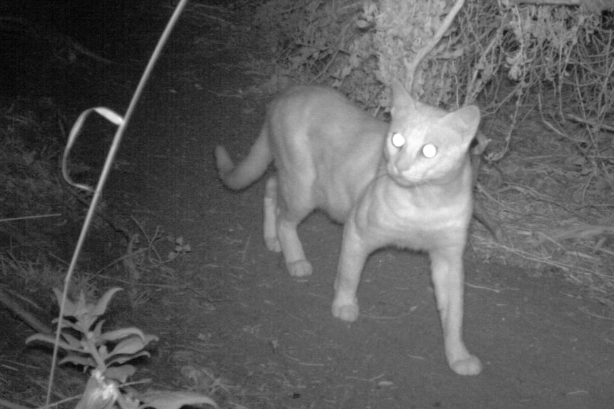 A feral cat caught on night camera.