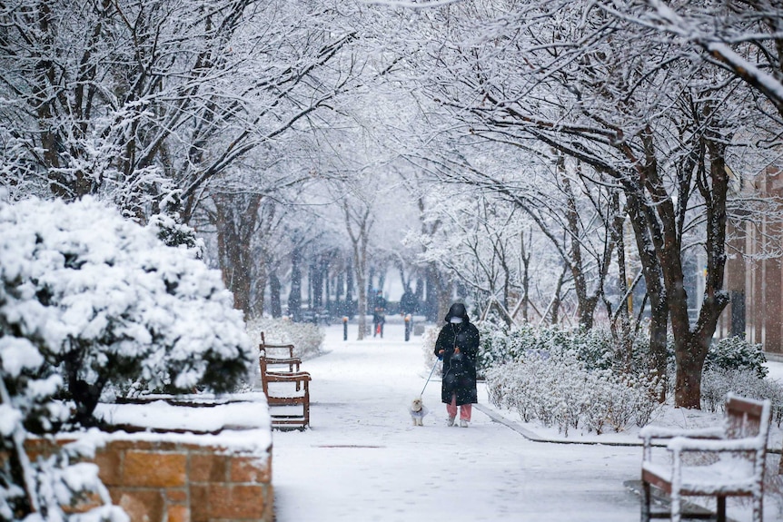 A person in a black hooded coat walking a little white dog through a snowy path