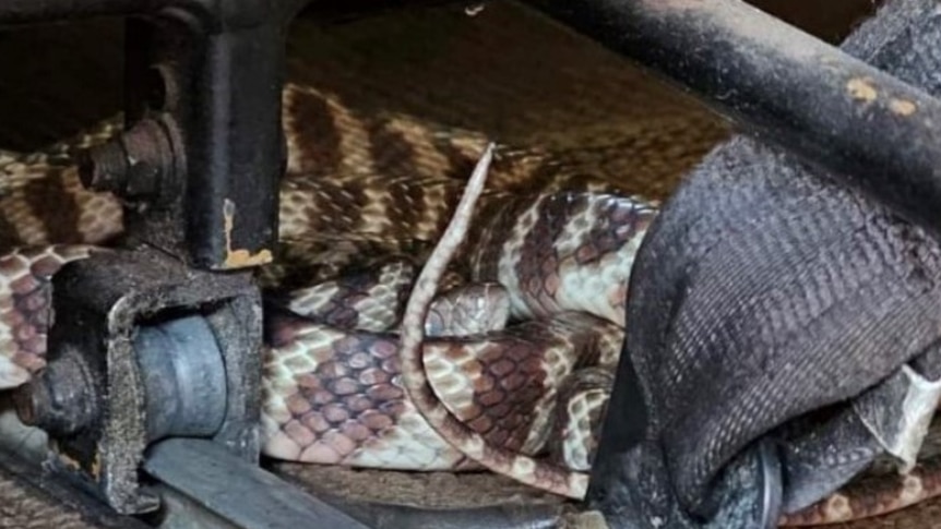 brown and white striped snake curled up under a passengers seat on an aeroplane