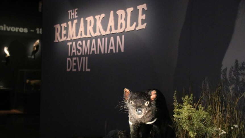 Tasmanian Devil exhibition 3