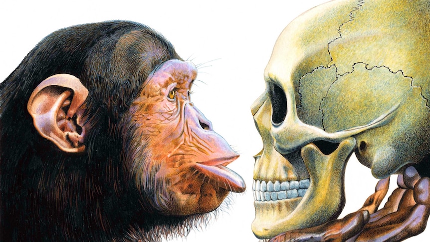 Drawing: head of chimpanzee and human skull