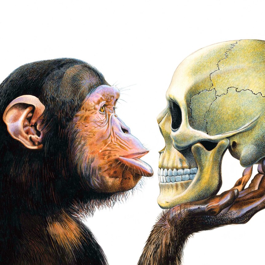 Drawing: head of chimpanzee and human skull