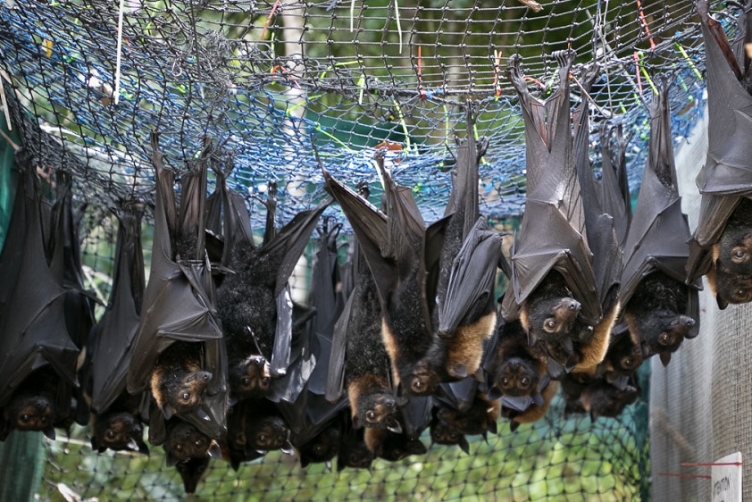 Bats hanging upside down from cage