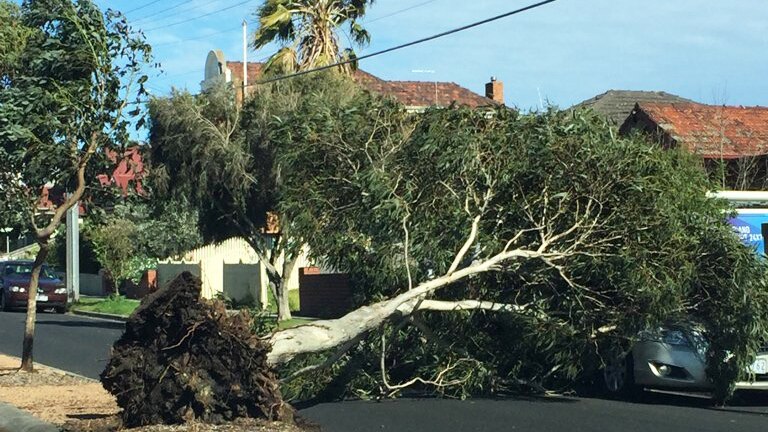 A tree blown over and onto the road on Pearson Street in Brunswick.