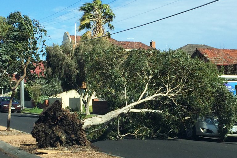 A tree blown over and onto the road on Pearson Street in Brunswick.