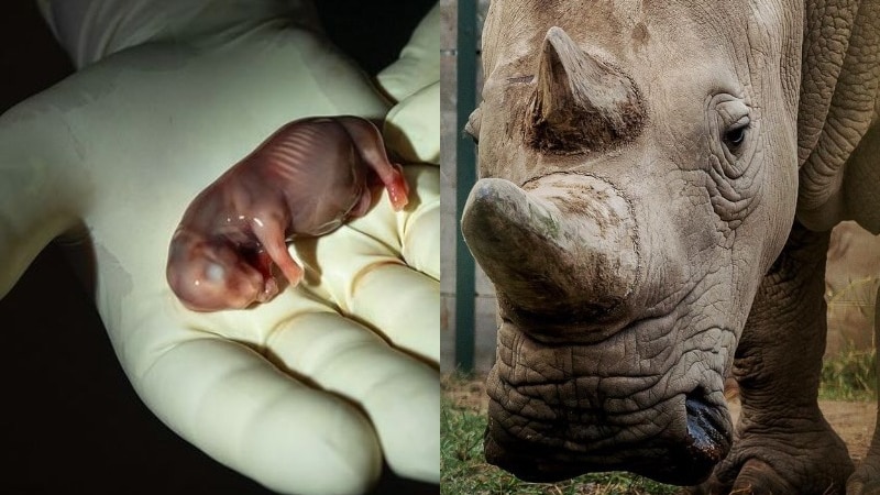 Pierwsza na świecie sztuczna inseminacja nosorożca białego może uratować podgatunek zwierząt, a przy życiu pozostały tylko dwa osobniki