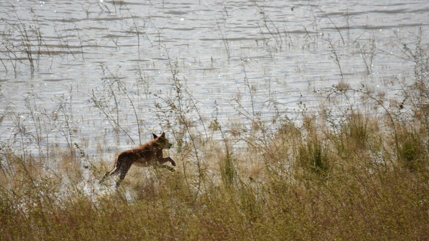 A dingo runs along a water source.  There is green grass around