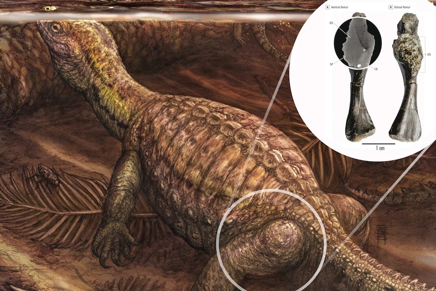A drawing of a turtle-like creature and an inset image showing a bone with a growth
