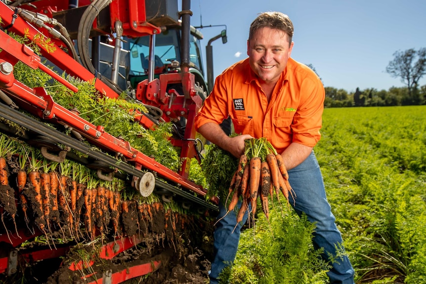 A man holding a bunch of carrots next to a carrot in a paddock of carrots