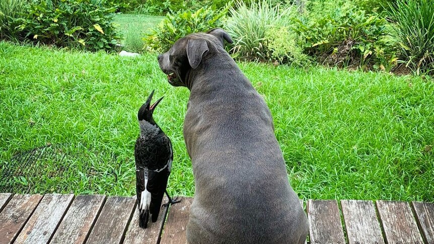 A magpie and a dog sit on a deck overlooking a yard.