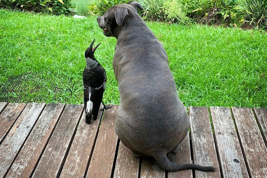A magpie and a dog sit on a deck overlooking a backyard.