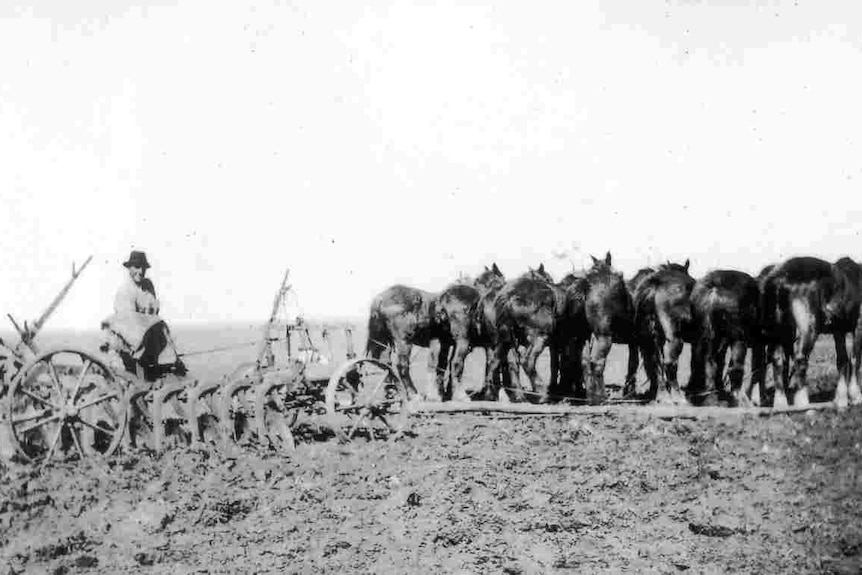 Tom White ploughing the fields with a horse-pulled plough, on his Western Australian soldier settlement block.