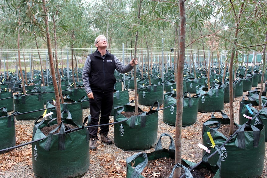 Yarralumla Nursery general manager Chris Ware with eucalpyts for Northrbourne Avenue, September 2017.