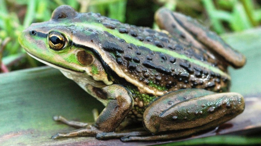 Close up of a frog sitting on a leaf.