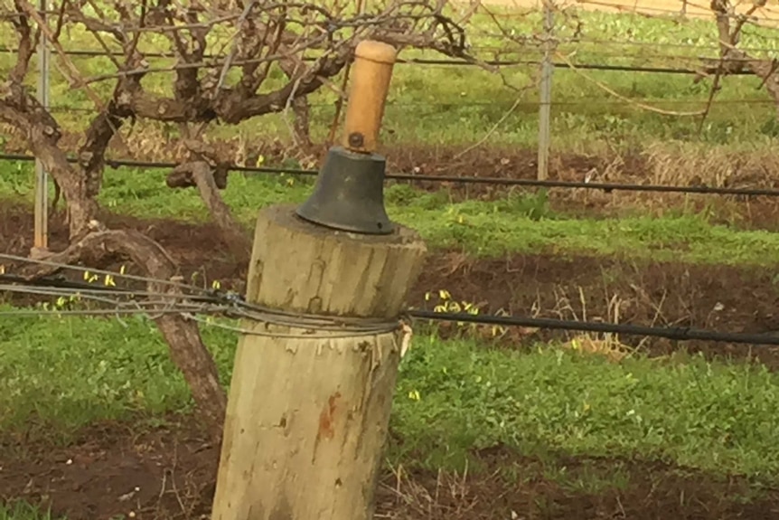 The original bell used to start the pruning heats in the early 1900's resting on a post in the vineyard.
