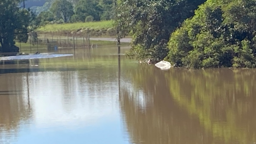 The top of a car is visible in a wide band of brown floodwater.