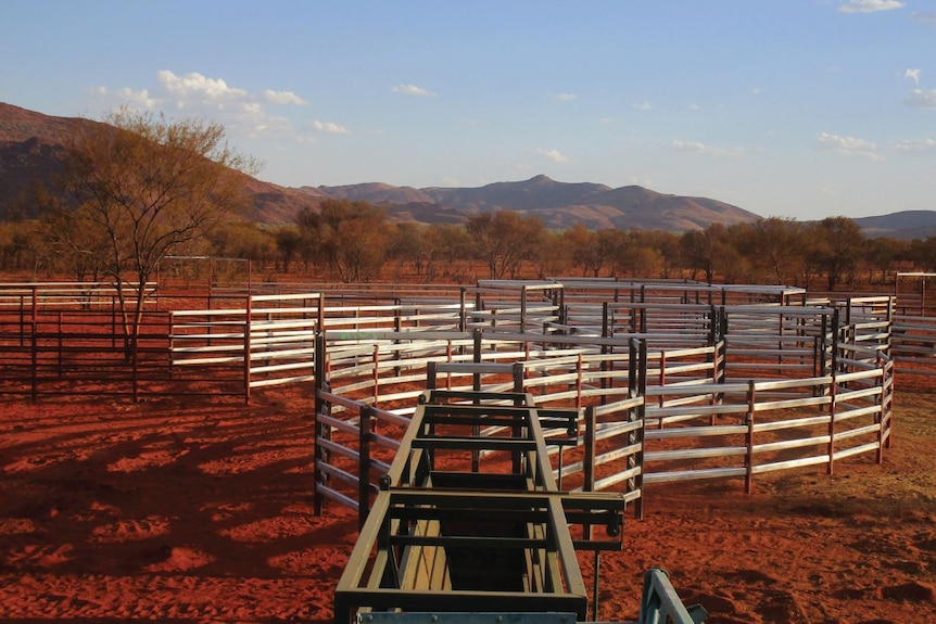 a set of new cattle yards with some hills in the background.