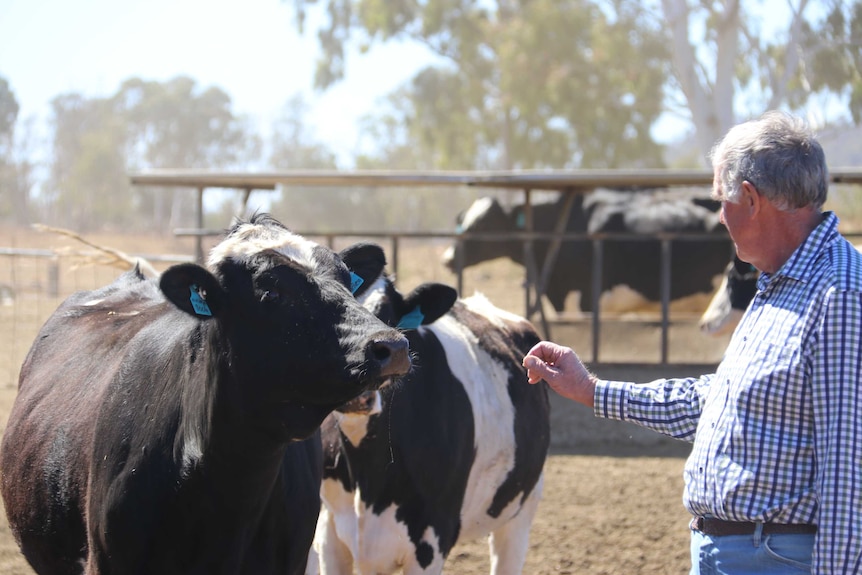 David Janke holds his hand out to pat one of his dairy heifers in a dry paddock.