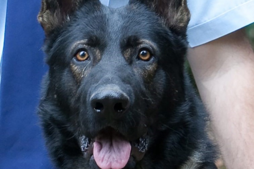 German shepherd police dog Waco died from heat stroke