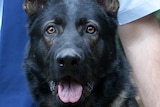 German shepherd police dog Waco died from heat stroke