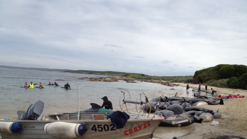 Whale stranding on New Year island, off coast of King Island, off north-west Tasmania coast, on November 3, 2012.